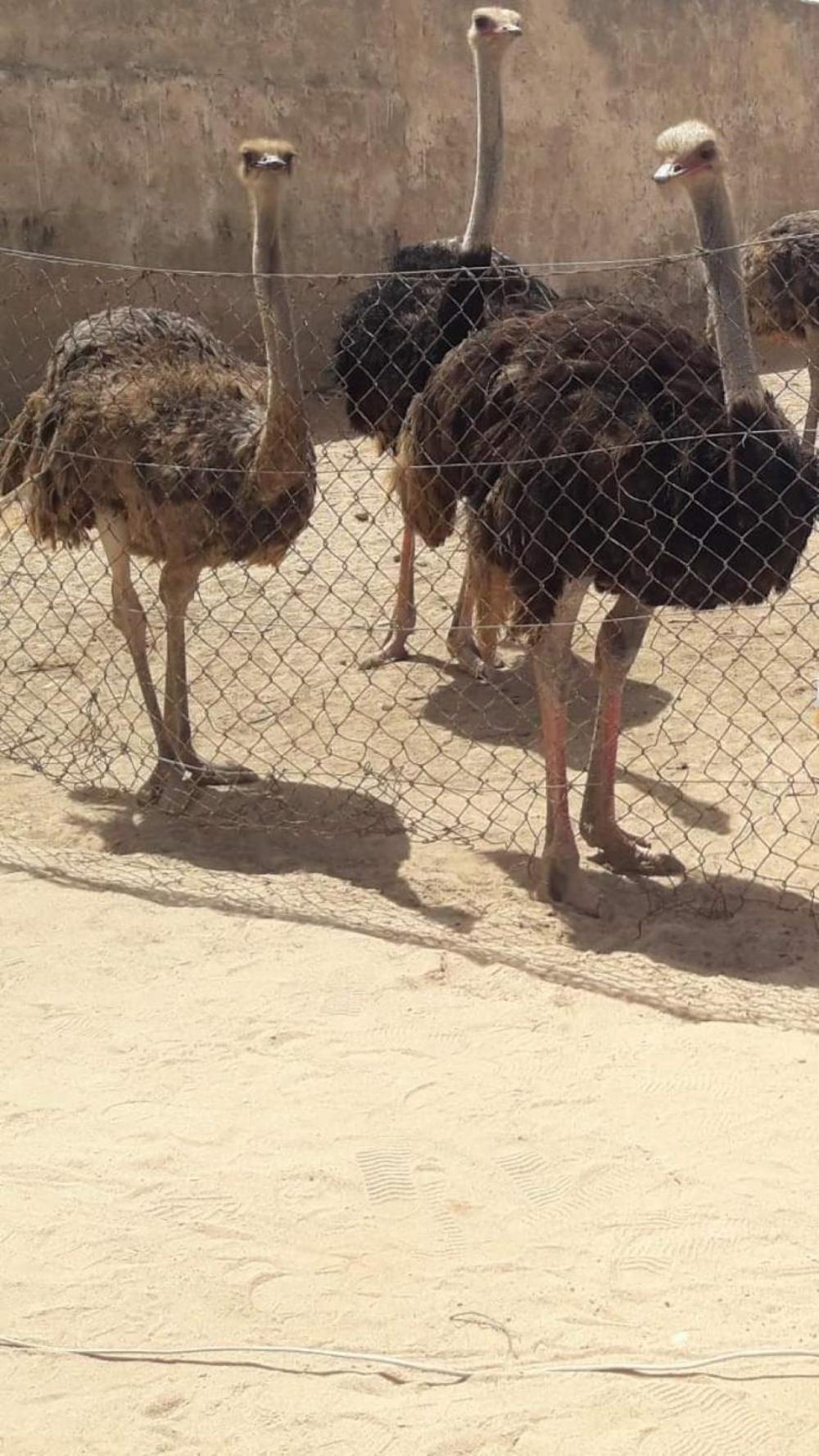 Adam Dakhla